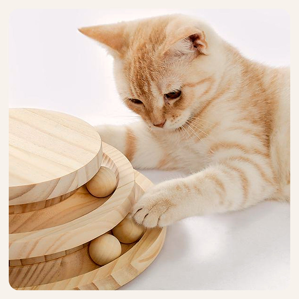 Kitten batting the track balls