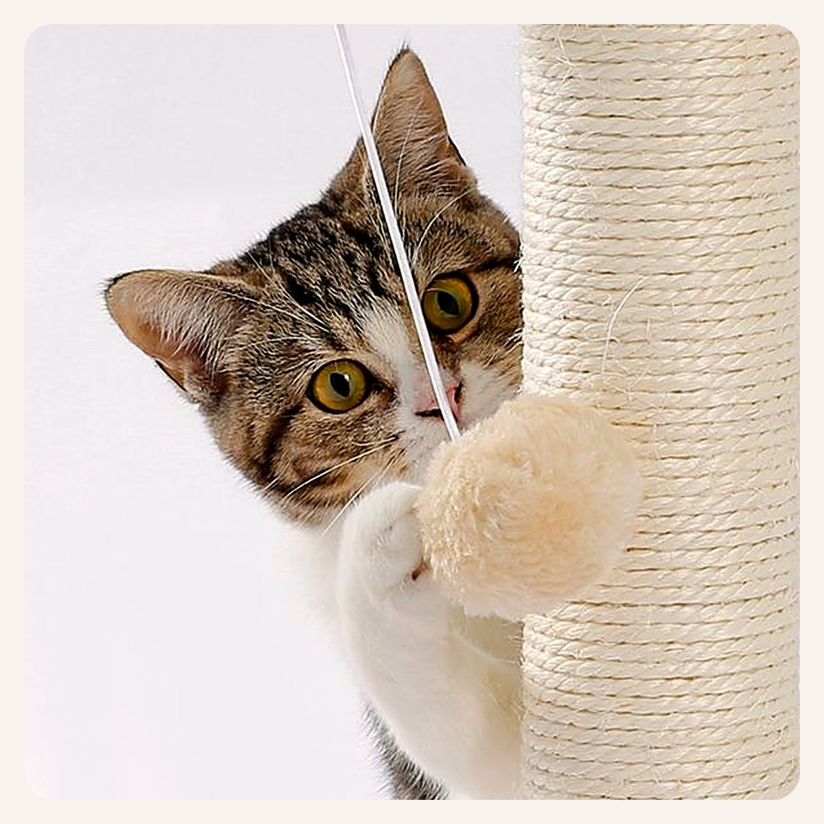 Cat swatting the hanging pom-pom
