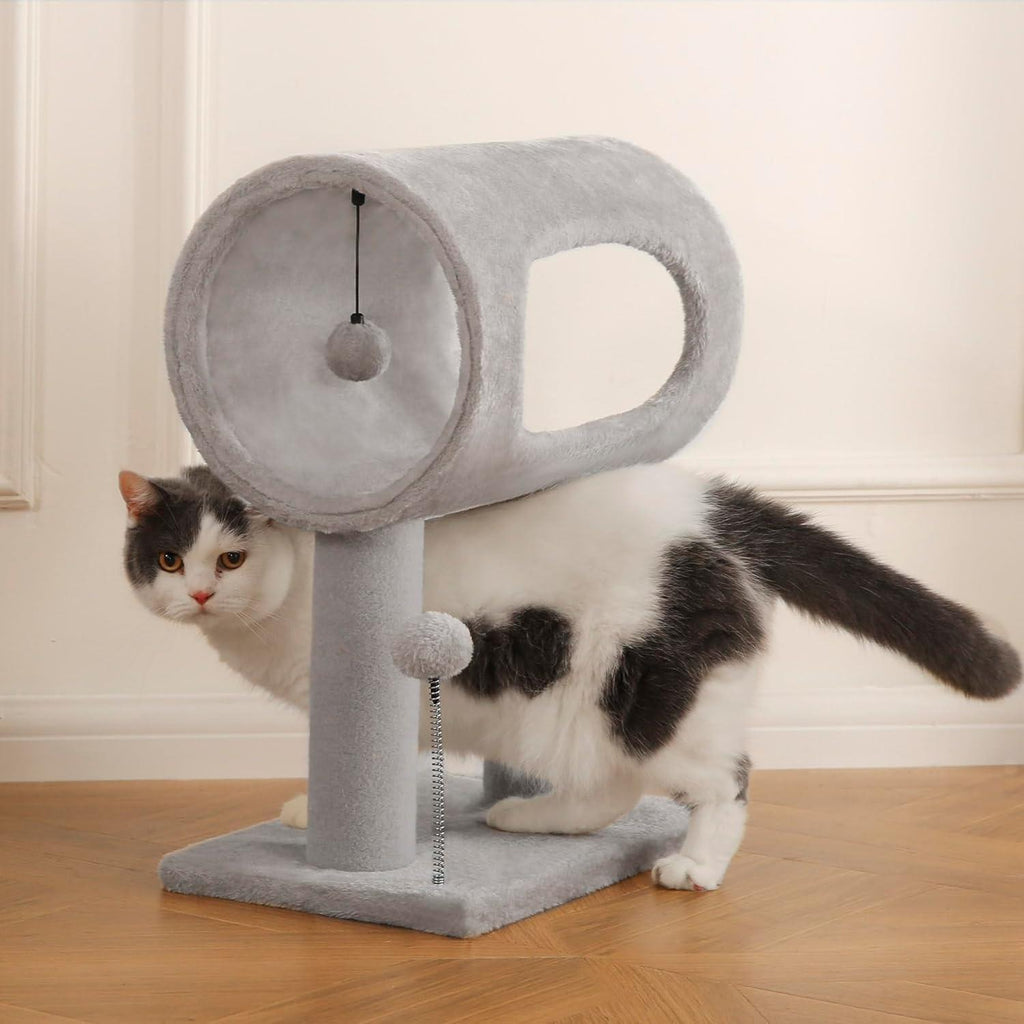 Cat walking under the cat tree