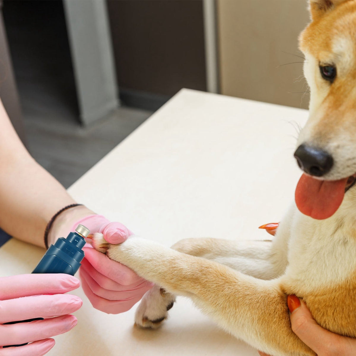 Trimming a dog's nails