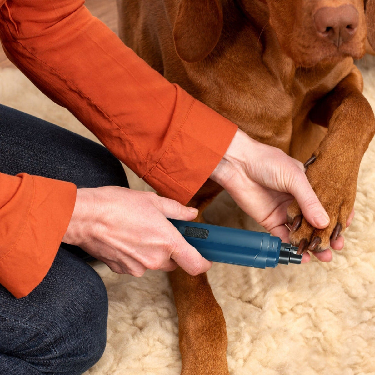 Grinding a large dog's nails