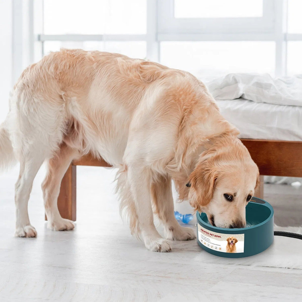 Dog drinking from the heated bowl
