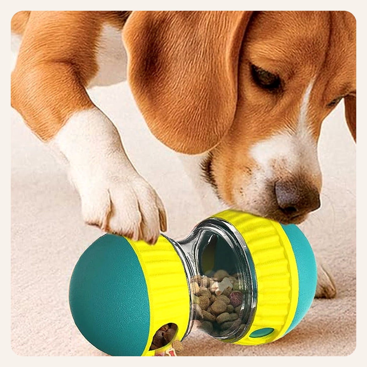 Beagle playing with the treat puzzle ball