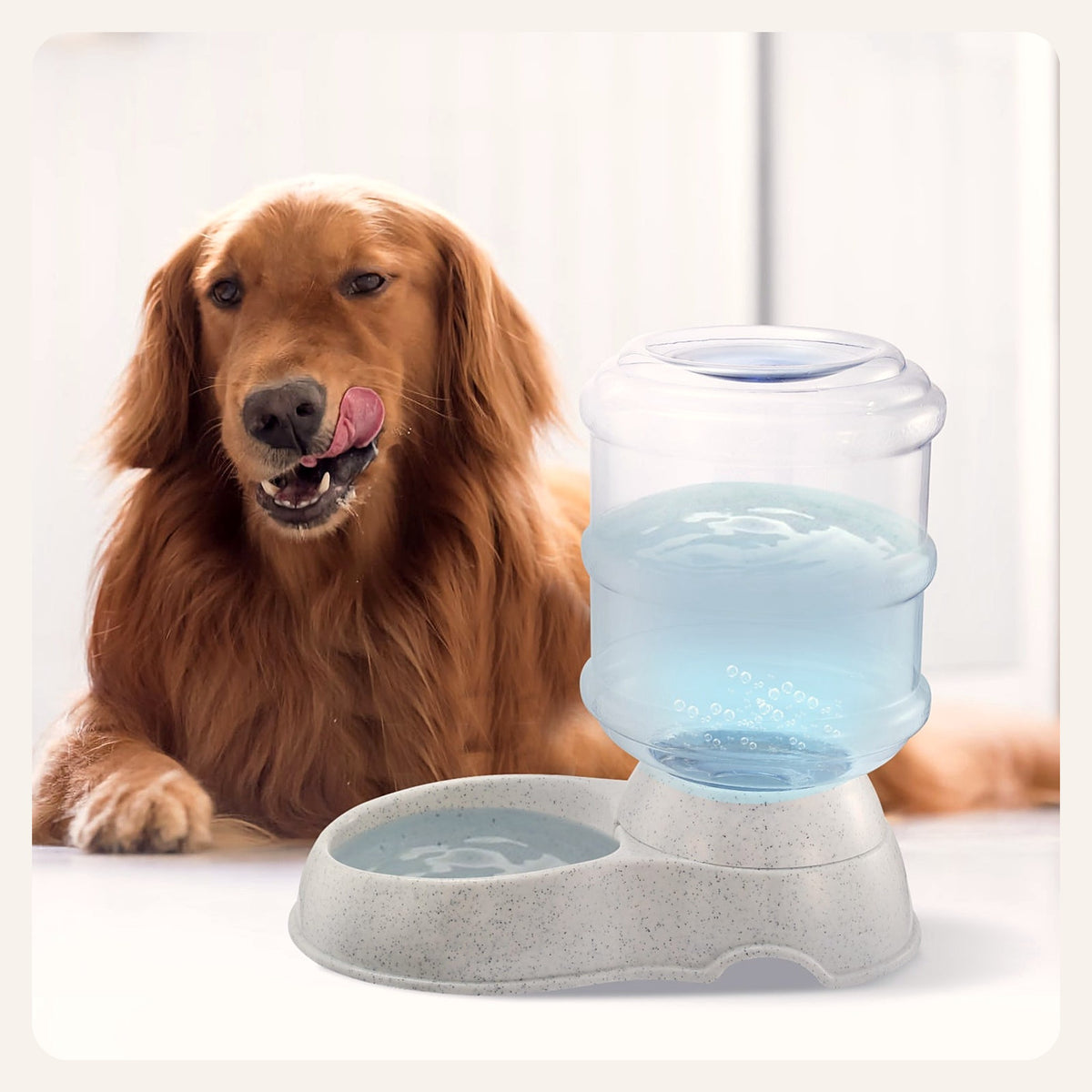 Dog next to the gravity water dispenser